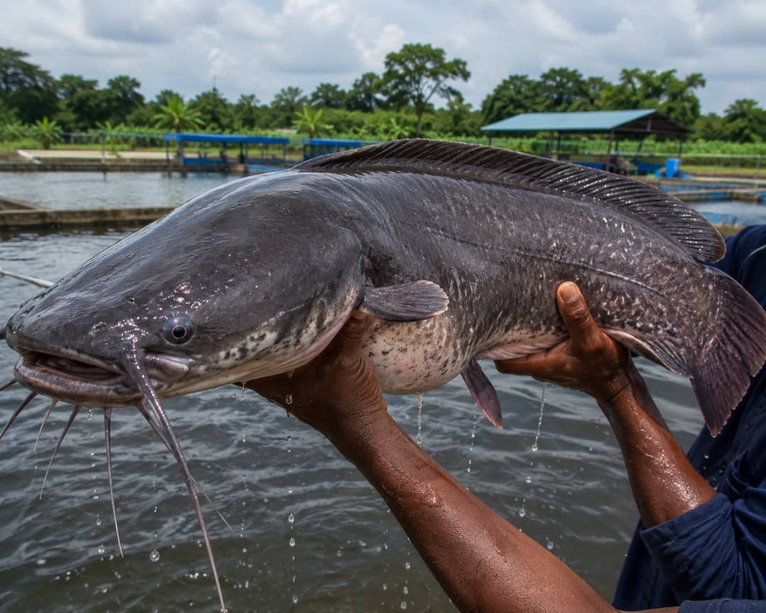Tanzanian farmed catfish held above a pond