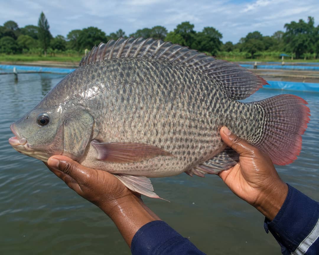 Tanzanian farmed tilapia held at a pond site